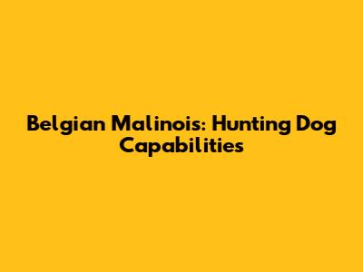 Belgian Malinois: Hunting Dog Capabilities