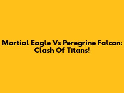 Martial Eagle Vs Peregrine Falcon: Clash Of Titans!